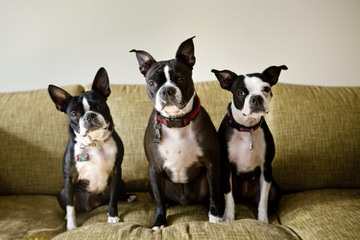 Boston Terriers - Dog Breeders