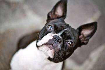 Denning Farms Boston Terrier - Dog Breeders