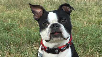 Boston Terrier & Chihuahuas - Dog and Puppy Pictures