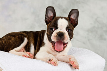 House of Hepley Boston Terriers - Dog and Puppy Pictures