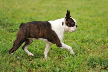 Bouncy Boston Terriers - Dog Breeders