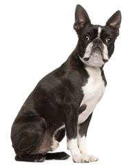 Quality Boston Terriers & Pups Will Travel - Dog and Puppy Pictures