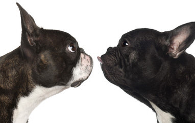 Hillbilly Boston Terriers - Dog Breeders