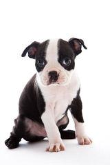 Rhondanas Boston Terriers - Dog Breeders