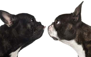 Reed’s Boston Terriers - Dog Breeders