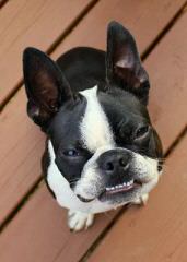 Akc Boston Terrier Puppies - Dog Breeders