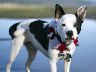 Akc Registered Boston Terrier For Stud - Dog Breeders