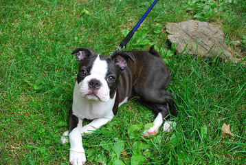 Akc Purebred Boston Terriers Champion Lines - Dog and Puppy Pictures