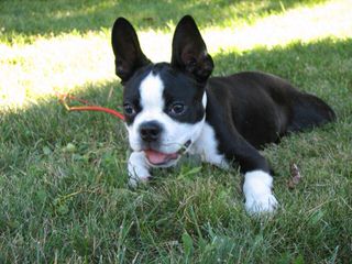 Rhondanas Boston Terriers - Dog Breeders