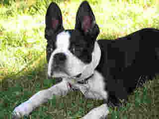 kats boston terriers - Dog Breeders