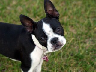 Boston Terriers Soon Available - Dog Breeders