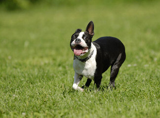 Ckc Registered Boston Terrier Stud Service - Dog Breeders