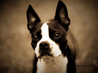 We Have Have A Litter Of Boston Terriers - Dog Breeders