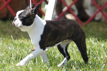 Boston Terrier Puppies Due Soon - Dog Breeders