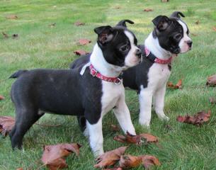 Hillbilly Boston Terriers “Proudly made in USA” - Dog Breeders