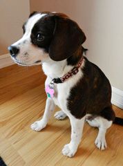 Ckc Registered Boston Terrier Stud Service - Dog Breeders