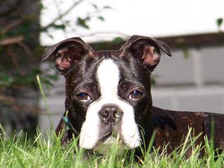 Hillbilly Boston Terriers - Dog and Puppy Pictures