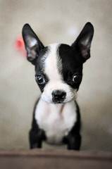 Bugg Puppies And Boston Terrier Puppies - Dog and Puppy Pictures