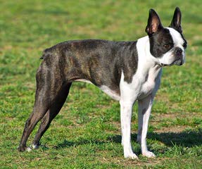 Boston Terrier & Chihuahuas - Dog Breeders