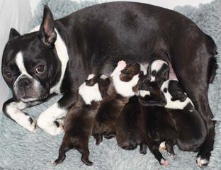 Akc Purebred Boston Terriers Champion Lines - Dog Breeders