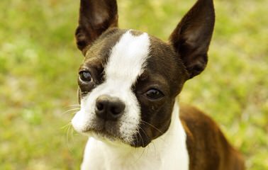 Boston Terriers Soon Available - Dog Breeders