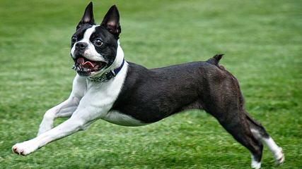 House of Hepley Boston Terriers - Dog Breeders