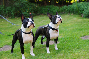 Bouncy Boston Terriers - Dog and Puppy Pictures