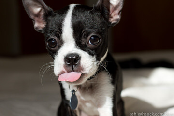 Denning Farms Boston Terrier - Dog Breeders