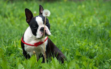 Bugg Puppies And Boston Terrier Puppies - Dog Breeders