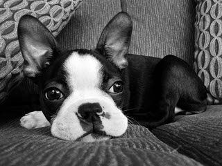 Hillbilly Boston Terriers - Dog Breeders