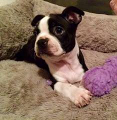 Denning Farms Boston Terrier - Dog Breeders