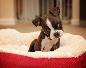 Boston Terrier Puppy For Sale - Dog Breeders