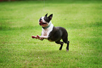 House of Hepley Boston Terriers - Dog Breeders