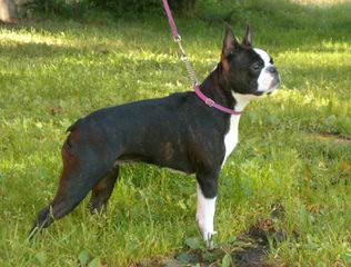 Quality Boston Terriers & Pups Will Travel - Dog Breeders