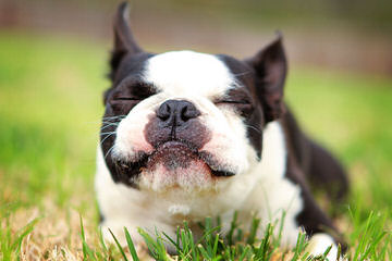 We Have Have A Litter Of Boston Terriers - Dog and Puppy Pictures