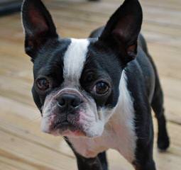 Boston Terrier Puppy For Sale - Dog Breeders