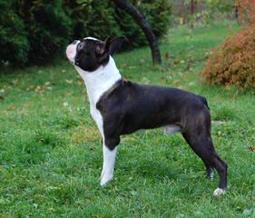 Boston Terrier-Purebread Juvenile - Dog Breeders