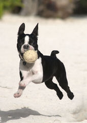 Champion Bloodline Boston Terrier Puppies - Dog Breeders