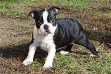 Reed’s Boston Terriers - Dog Breeders