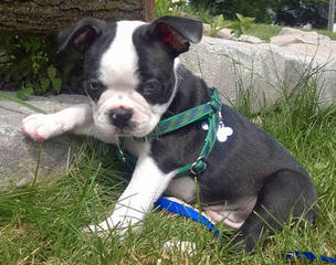 Champion Bloodline Boston Terrier Puppies - Dog Breeders