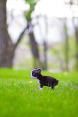 Boston Terriers - Dog and Puppy Pictures