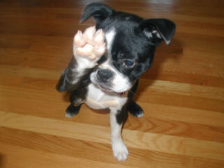 Boston Terrier Puppy For Sale - Dog and Puppy Pictures