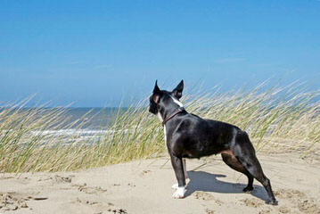 Ckc Registered Boston Terrier Stud Service - Dog Breeders