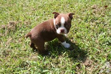 Bouncy Boston Terriers - Dog Breeders