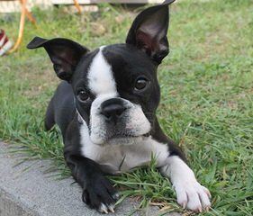 Ckc Registered Boston Terrier Stud Service - Dog Breeders