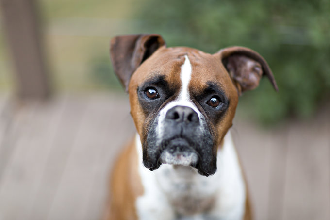 Boxer Dogs and Puppies
