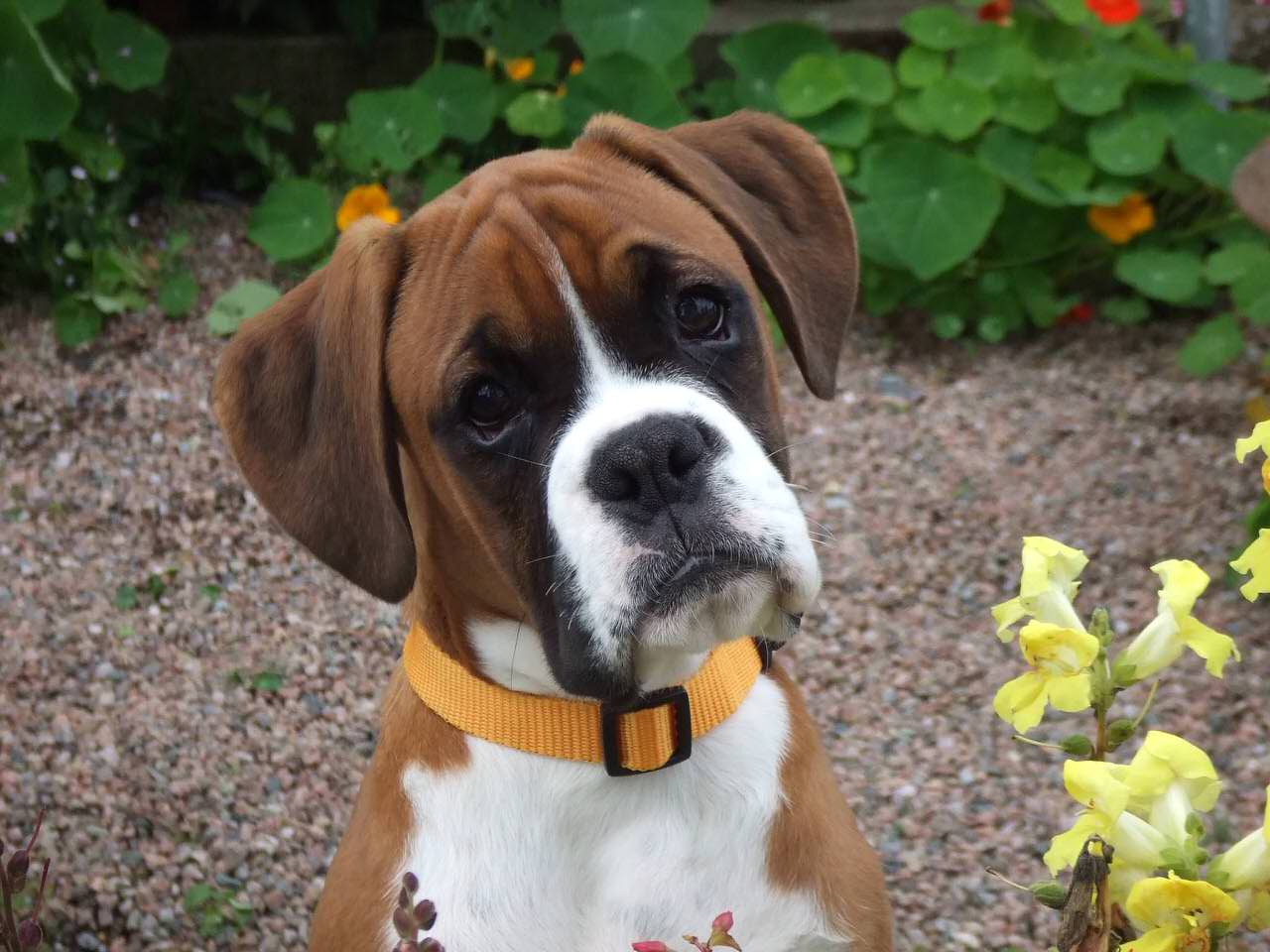 Boxer Dogs and Puppies