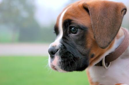 Boxer Dogs and Puppies