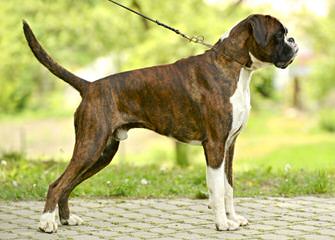 oliveiras renegade boxers - Dog Breeders