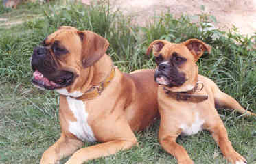 Akc Fawn Boxers - Dog Breeders